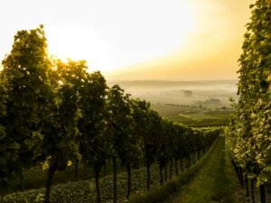 Vinograd u jesen